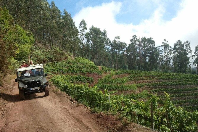 4x4 Safari Half day Poncha, Mountains, Vineyards and Cabo Girão Small group - Why This Madeira Half-Day 4x4 Safari Feels Worth It