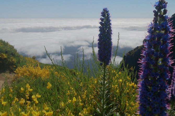 Achadas Teixeira- Pico Ruivo -& Pico pedras/Queimadas forest walk - Price and Value: What $54.42 Gets You