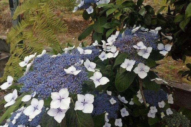 Agriculture Green Tour - Pickup, Getting There, and Driving Madeira’s Old Roads