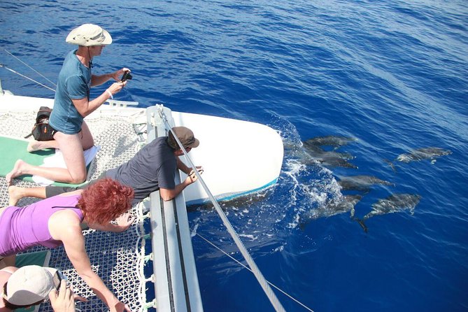 Arieiro Peak and Cristo Rei 4x4 Experience + Dolphins Watching - A 4x4 morning plus a sea safari in Funchal