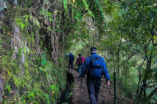 Caldeirão Verde Levada (PR 9) - Guided Madeira Levada Walk - Stop 2: Laurisilva Forest, endemic plants, and the guide’s role