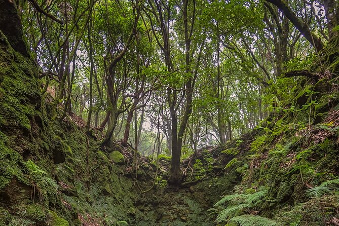 Caldeirão Verde Levadas Walk in Madeira - Getting started in Funchal: pickup timing that matters