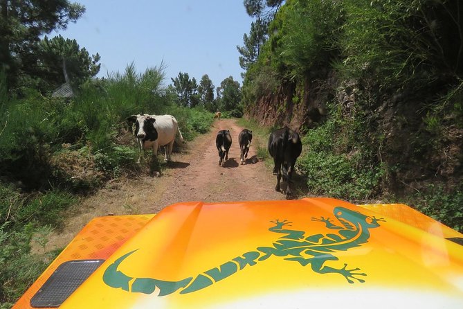 Craters of Fire - 4X4 Full-Day Tour - Getting Picked Up in Funchal (and When the Extra Fees Matter)