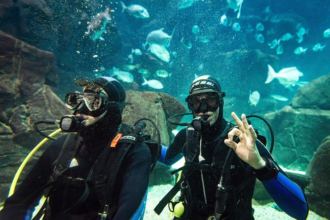 Diving in the Madeira Aquarium - Price and Value: Does $163.33 Buy You Something Real?