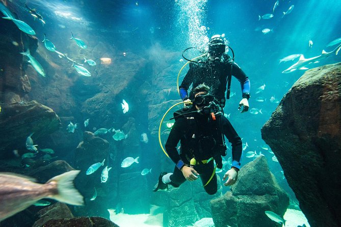 Diving in the Madeira Aquarium - The Guides: Patient Teaching Turns a Trip Into a Memory