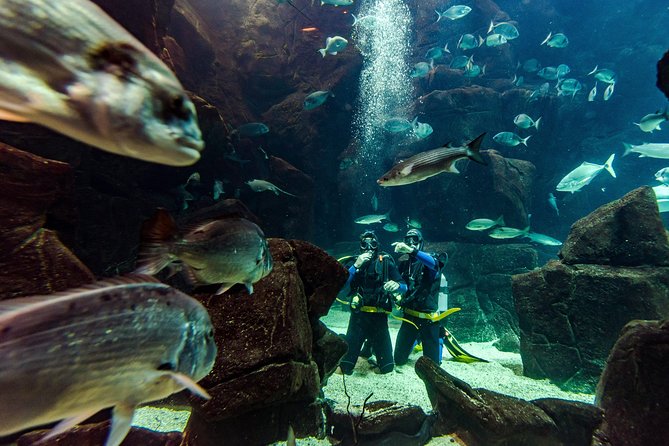 Diving in the Madeira Aquarium - The Group Size Advantage: Why Max 4 Changes Everything