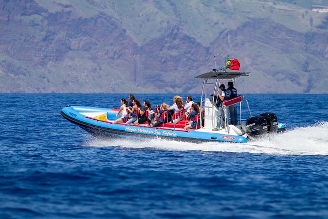Dolphin - Whale - Turtle - Bird Watching - Entering Madeira’s Sea Safari Mode in Funchal