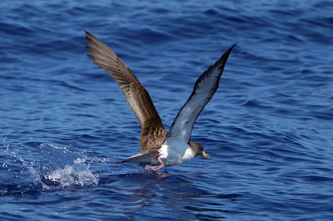 Dolphin - Whale - Turtle - Bird Watching - Madeira Wildlife You Might See: Dolphins, Pilot Whales, Sperm Whales, Turtles, Birds