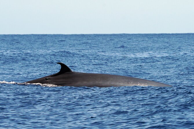 Dolphin - Whale - Turtle - Bird Watching - Funchal Bay Scenery Stop: Why the Return Route Feels Like Part Two