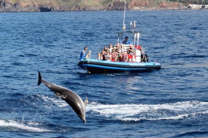 Dolphin - Whale - Turtle - Bird Watching - Câmara de Lobos From the Water: Churchill’s Painted Bay