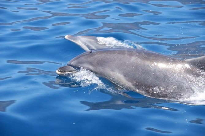 Dolphin - Whale - Turtle - Bird Watching - Value Check: Is $60.49 a Good Deal for 2 Hours?