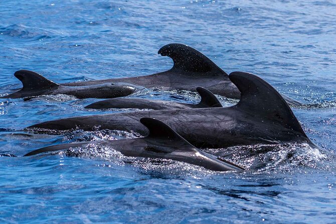 Dolphin - Whale - Turtle - Bird Watching - What the Best Experiences Have in Common