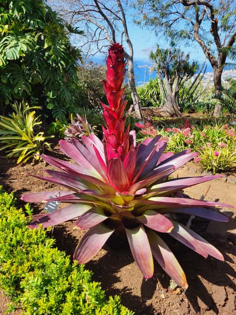 East Side of Madeira – Elegant Alternative to 4x4 Adventures - A smart route from Funchal: high, green, then wild coast