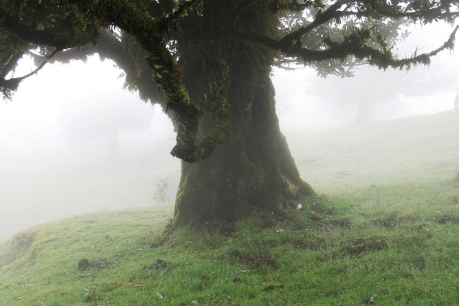 Fanal -Enchanted Forest - Key points to know before you go to Fanal