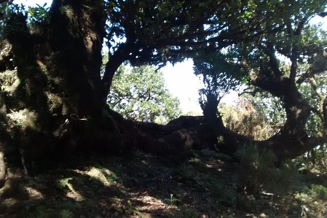 Fanal -Enchanted Forest - What you actually get for the $72.41 price