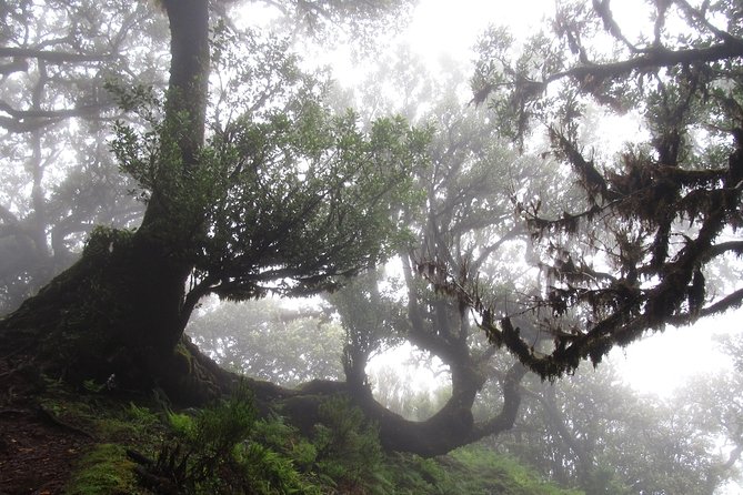Fanal -Enchanted Forest - The short drive with big north-coast payoff