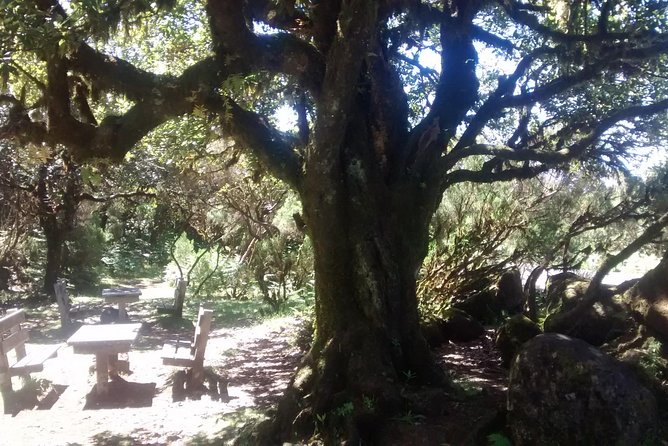 Fanal -Enchanted Forest - Walking the forest trails: why good shoes matter