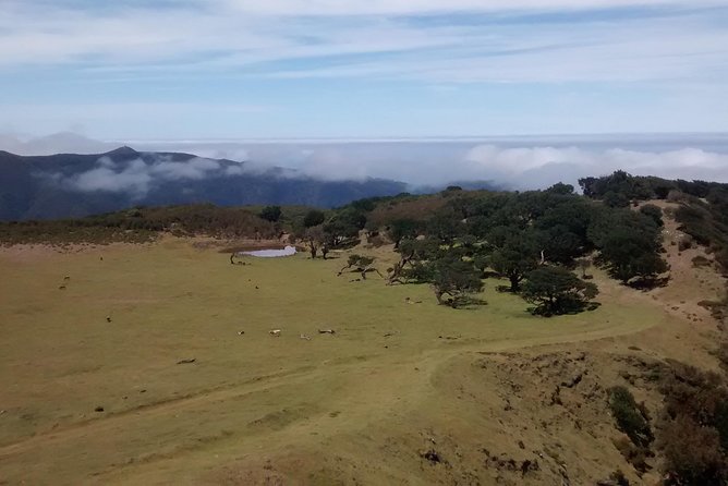 Fanal -Enchanted Forest - Guides who slow down and tailor the route
