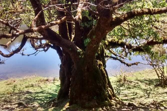 Fanal -Enchanted Forest - Weather planning: what to do when clouds roll in