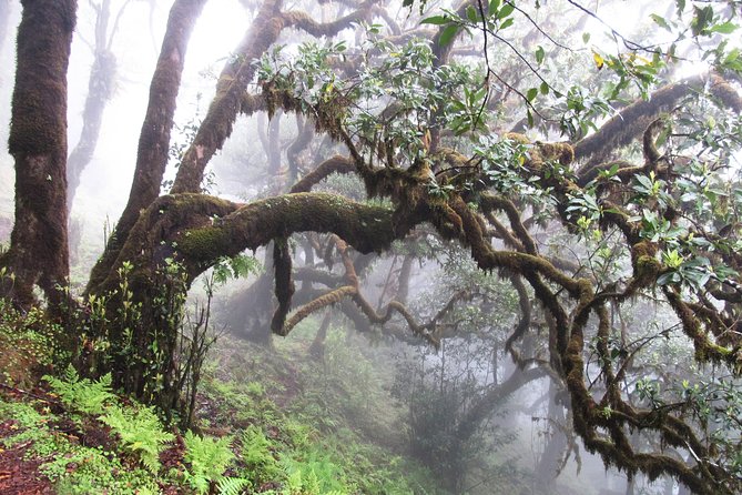 Fanal -Enchanted Forest - Pickup from anywhere on Madeira: easy start, less stress