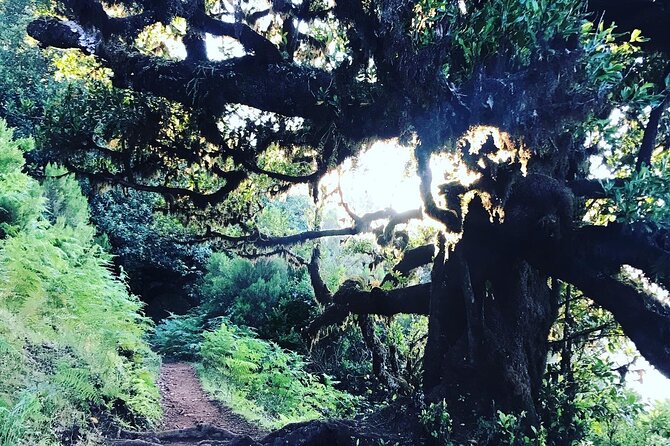 Fanal Forest Private Sunset Hike - Sunset above the clouds: what to expect when the weather cooperates