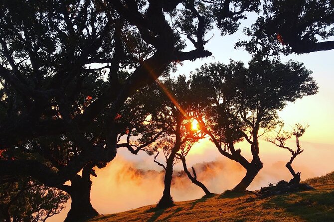Fanal Forest Private Sunset Hike - If conditions shift: route changes and backup plans that keep the hike alive