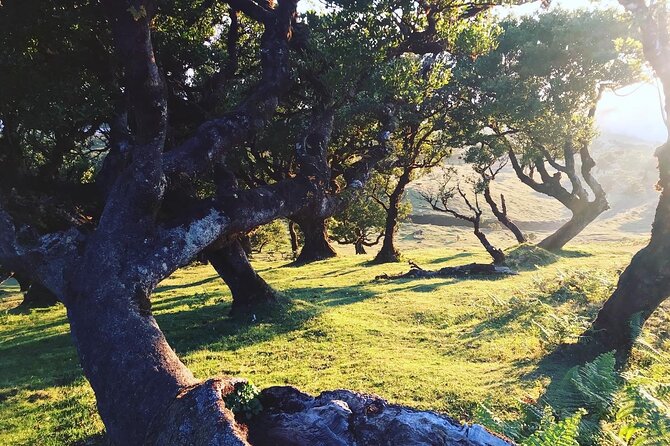 Fanal Forest Private Sunset Hike - Where the extras fit: photos, Seixal coast, poncha, and local food