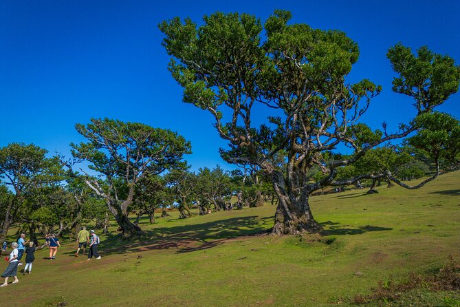 Fanal & Porto Moniz - West Madeira Tour - Paul da Serra plateau: big altitude, open air, and quiet nature time