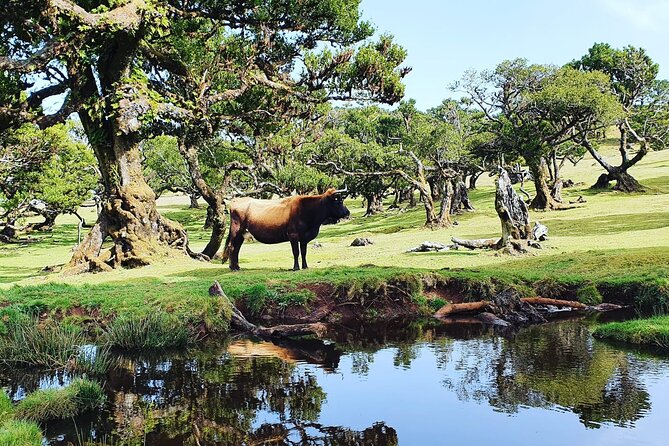 Full Day Jeep Safari Tour to Porto Moniz and Cabo Girão - Price and value: what your $78.09 includes (and what costs extra)