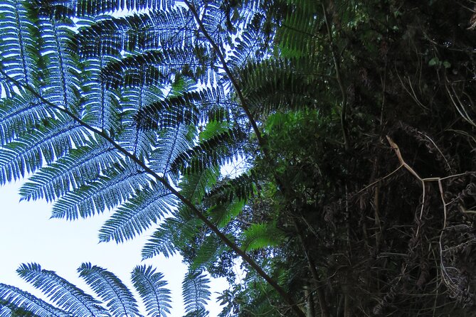 Full Day Private 4x4 Adventure in Madeira - Paul do Mar, Jardim do Mar, and Campanário: laid-back coast meets surf sunsets