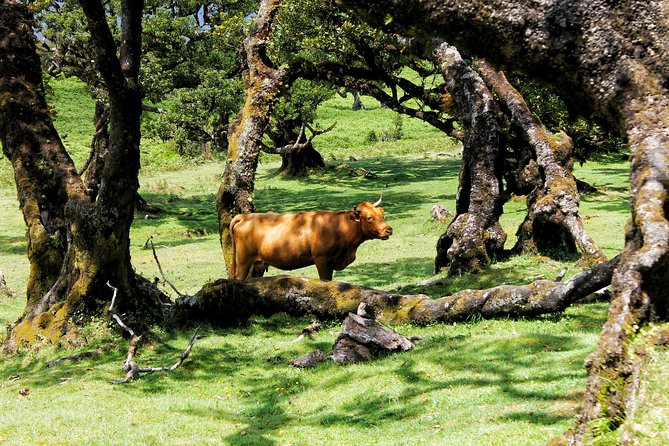 Full Day Private 4x4 Tour in West Madeira with Local Guide - São Vicente to Pico do Paul: Manor Houses and a High View