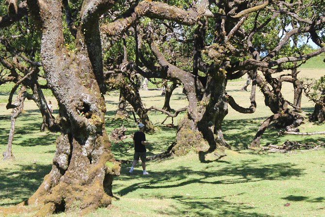 Full-Day Small Group Jeep Safari Tour from Funchal - Price and Value: What $83.27 Buys You (and What to Budget)