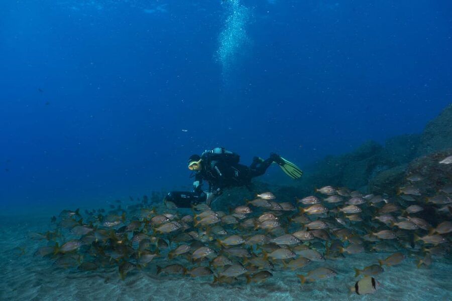 Funchal: DPV- Scooter Dive Adventure - Marine Life Viewing on a House Reef Route