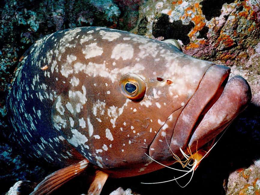 Funchal: Garajau national park - certified divers - Key highlights worth planning around