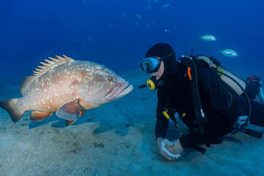 Funchal: Garajau national park - certified divers - The boat cruise to the East: short ride, big expectations