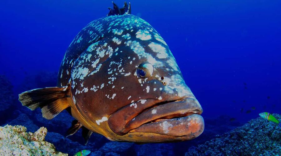 Funchal: Garajau national park - certified divers - Praia do Garajau: where you’re likely to see the Dusky groupers
