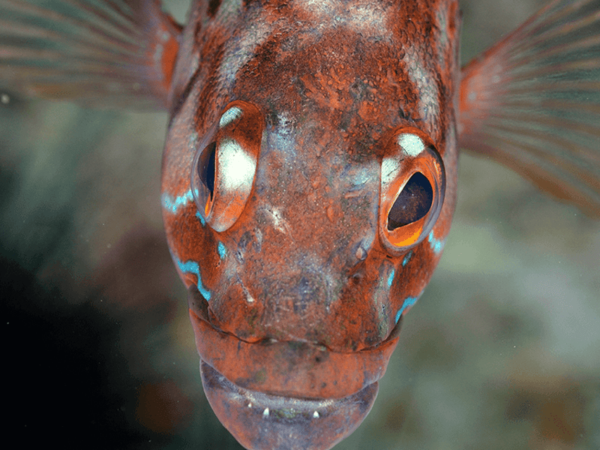 Funchal: Garajau national park - certified divers - Price and value: what $50 really buys you