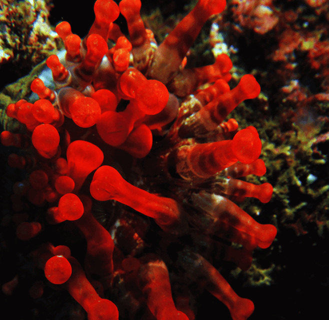 Funchal: Garajau national park - certified divers - Who should book this, and who might want a different plan