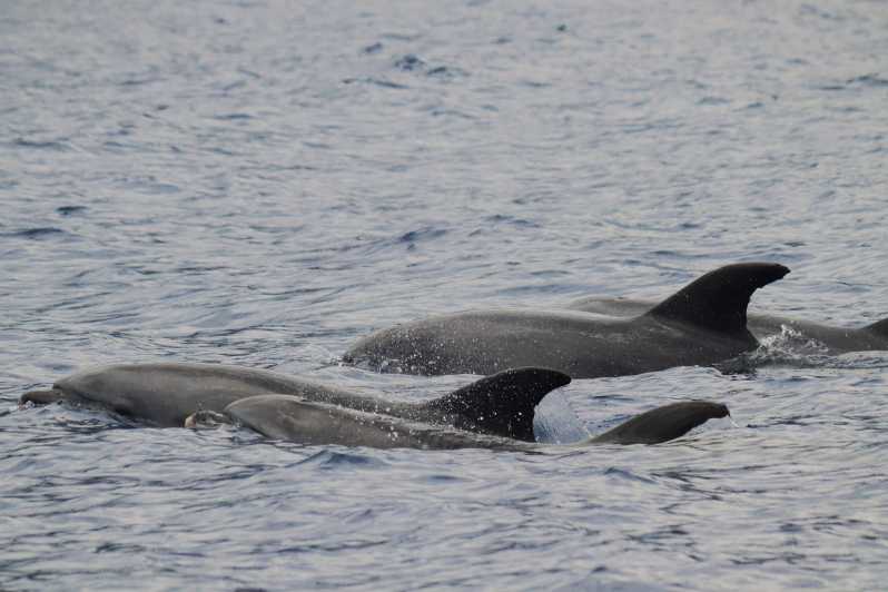 Funchal: Guarantee Wild Dolphin&Whale Watching by RIB - Key things to know before you go