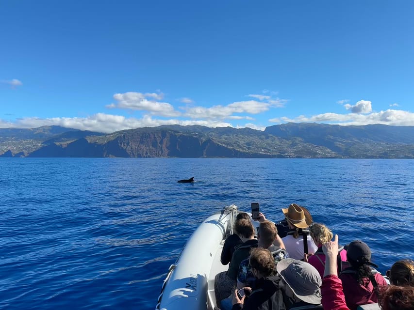 Funchal: Guarantee Wild Dolphin&Whale Watching by RIB - A note on sea conditions and your expectations