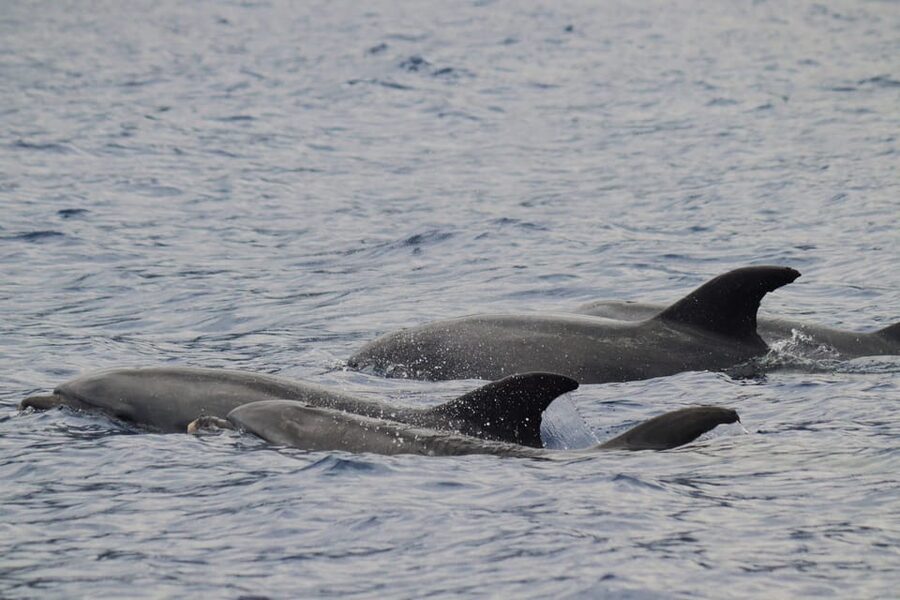 Funchal: Guarantee Wild Dolphin&Whale Watching by RIB - RIB Boat Morning in Funchal: what the timing feels like