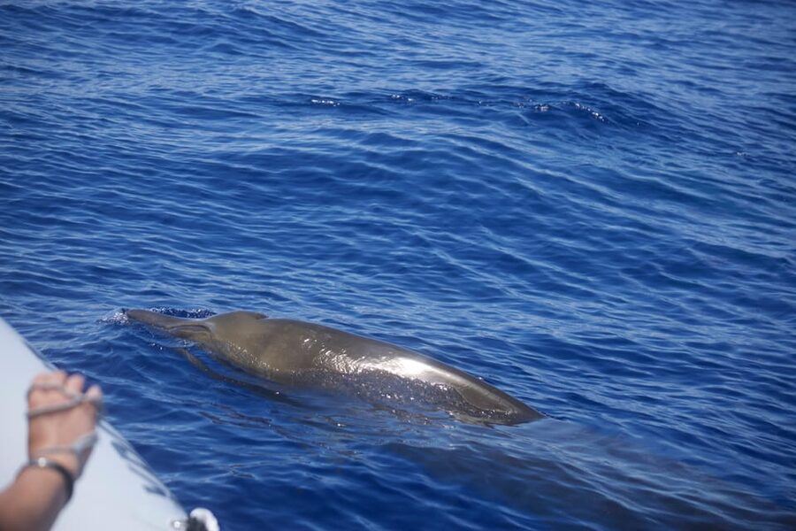 Funchal: Guarantee Wild Dolphin&Whale Watching by RIB - What you’ll see when dolphins or whales show up