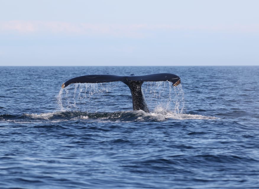 Funchal: Guarantee Wild Dolphin&Whale Watching by RIB - Cabo Girão viewpoint: why the land stop actually matters