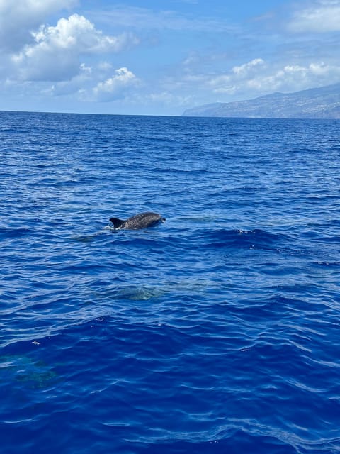 Funchal: Guarantee Wild Dolphin&Whale Watching by RIB - The swim with dolphins add-on: short, regulated, and worth understanding