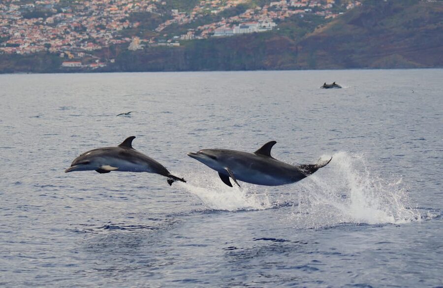 Funchal: Guarantee Wild Dolphin&Whale Watching by RIB - The real value story: price, odds, and the free re-trip backup
