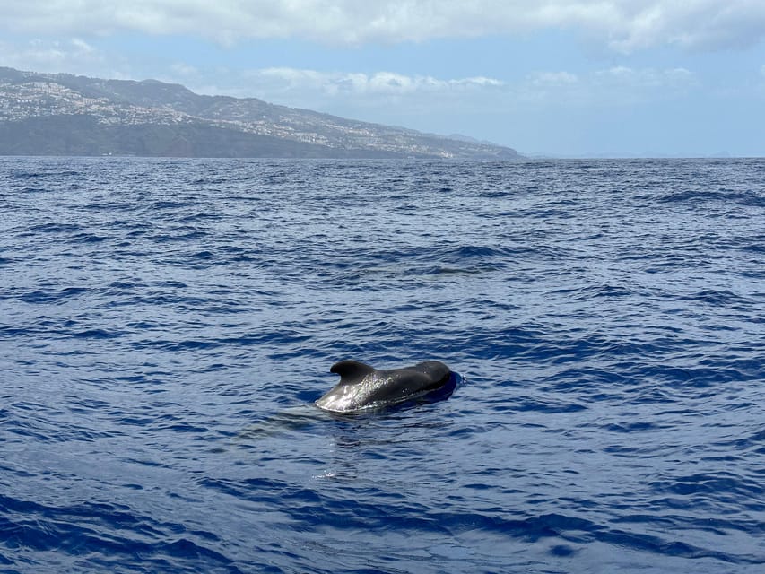 Funchal: Guarantee Wild Dolphin&Whale Watching by RIB - Who this tour suits best (and who should rethink)