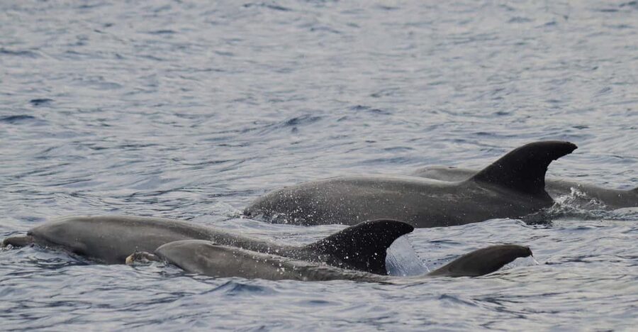 Funchal: Guarantee Wild Dolphin&Whale Watching by RIB - The wildlife search: patience with a very practical plan