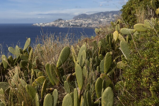 Funchal highlights 5h Private Tour in Madeira - Eira do Serrado (1,095 m): Curral das Freiras from the high ground
