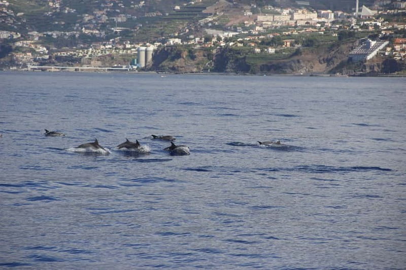Funchal:Hop-on Hop-off Bus & Whale & Dolphin boat Excursion - Audio guide and route coverage: how to use it without getting stuck
