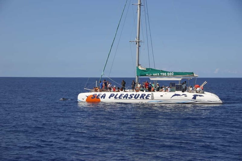 Funchal:Hop-on Hop-off Bus & Whale & Dolphin boat Excursion - Price and value: is $54 per person a good deal?